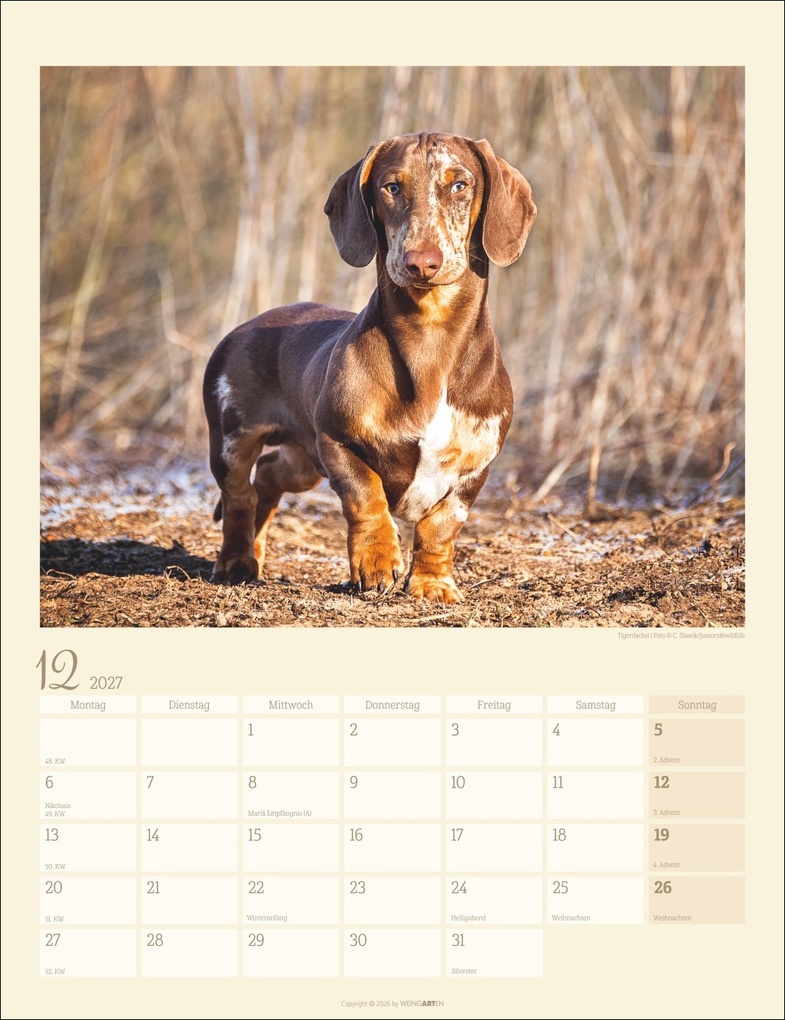 Weitere Ansicht: Dackel Kalender 2027