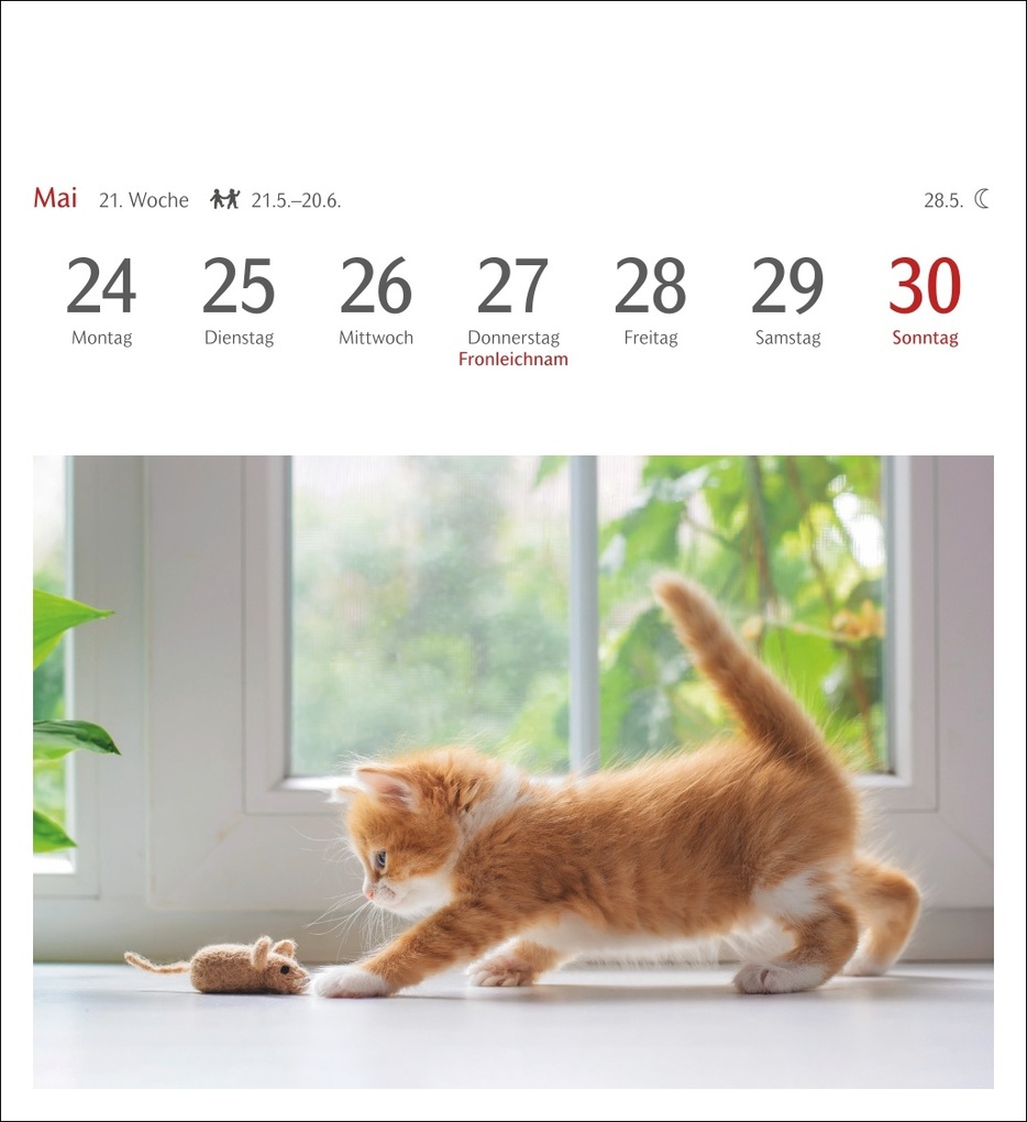 Weitere Ansicht: Katzen Postkartenkalender 2027 - Wochenkalender mit 53 Postkarten