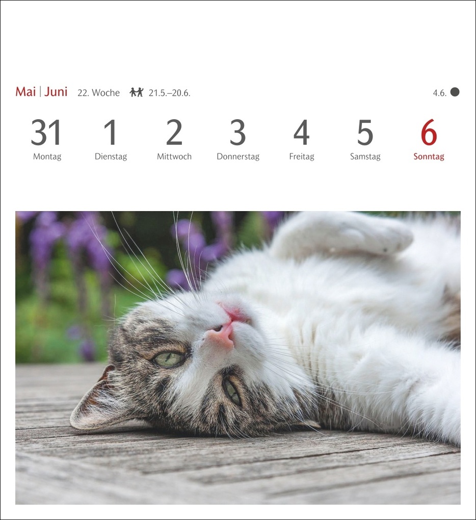 Weitere Ansicht: Katzen Postkartenkalender 2027 - Wochenkalender mit 53 Postkarten