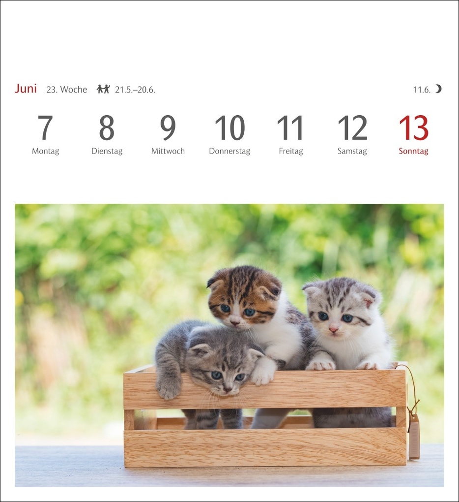 Weitere Ansicht: Katzen Postkartenkalender 2027 - Wochenkalender mit 53 Postkarten