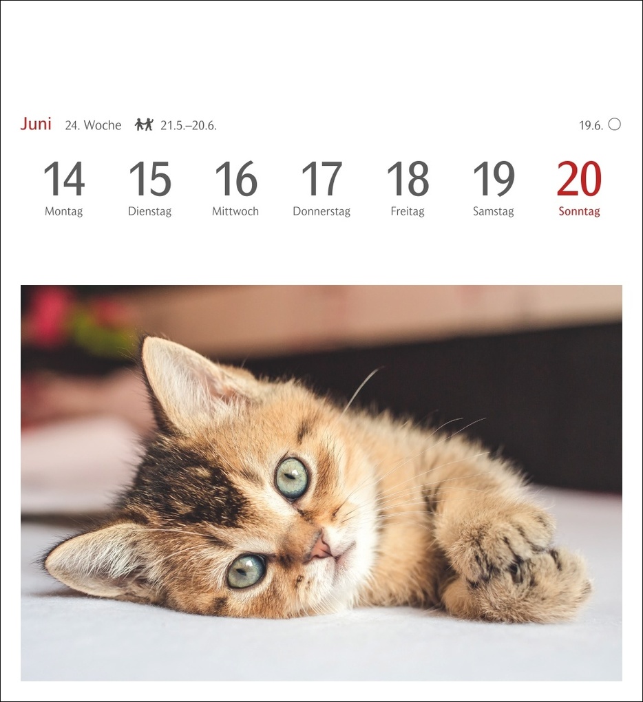 Weitere Ansicht: Katzen Postkartenkalender 2027 - Wochenkalender mit 53 Postkarten