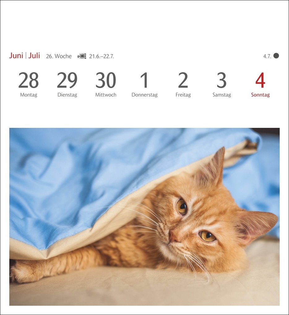 Weitere Ansicht: Katzen Postkartenkalender 2027 - Wochenkalender mit 53 Postkarten