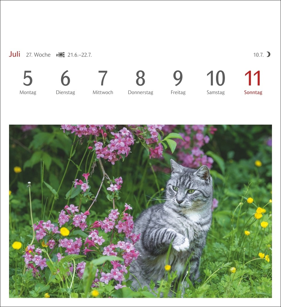 Weitere Ansicht: Katzen Postkartenkalender 2027 - Wochenkalender mit 53 Postkarten