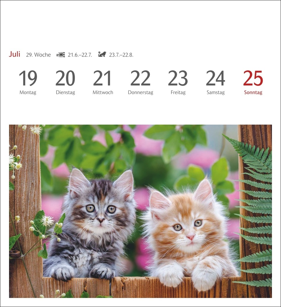 Weitere Ansicht: Katzen Postkartenkalender 2027 - Wochenkalender mit 53 Postkarten