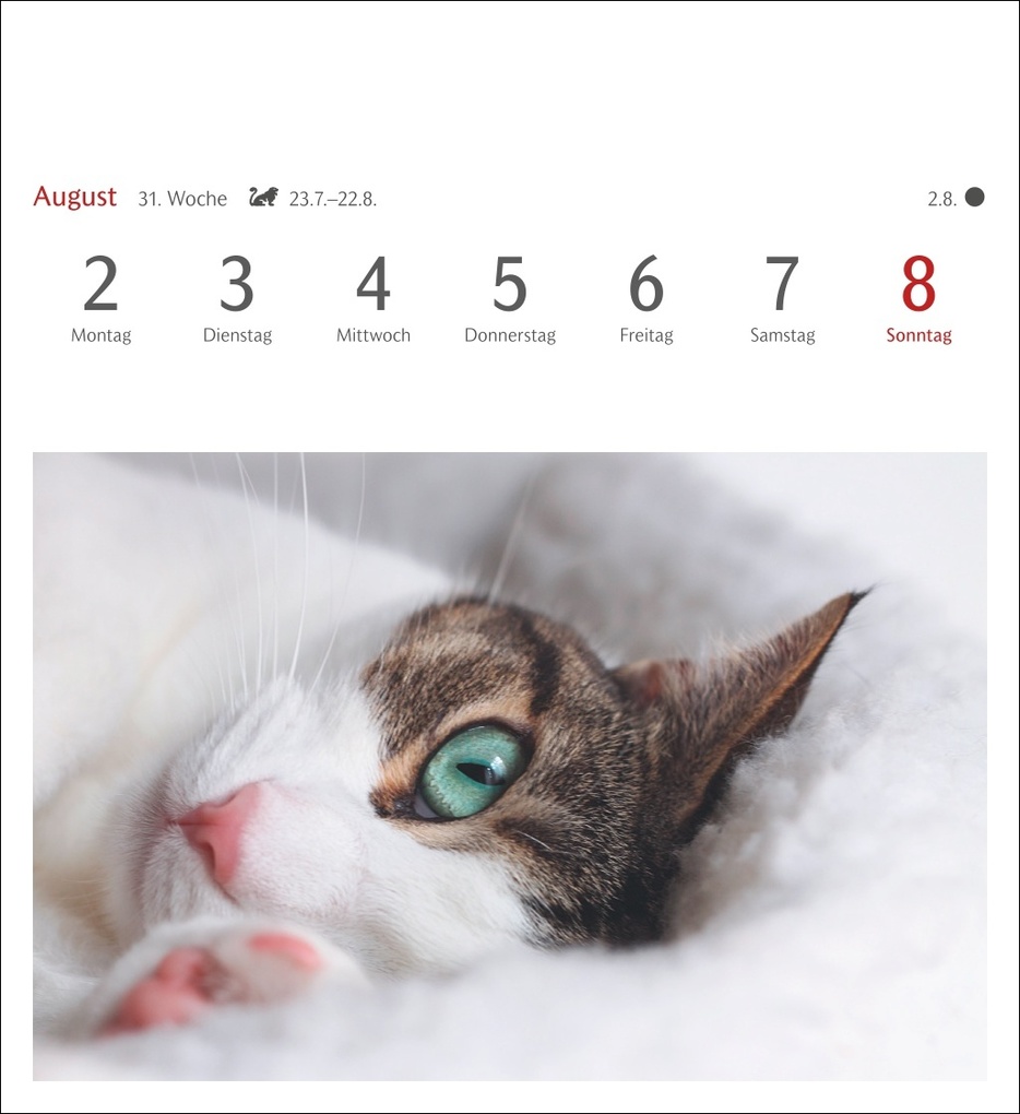 Weitere Ansicht: Katzen Postkartenkalender 2027 - Wochenkalender mit 53 Postkarten