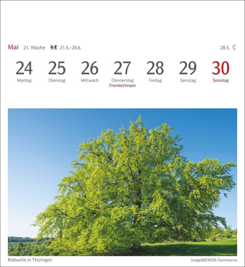 Weitere Ansicht: Bäume Postkartenkalender 2027 - Wochenkalender mit 53 Postkarten