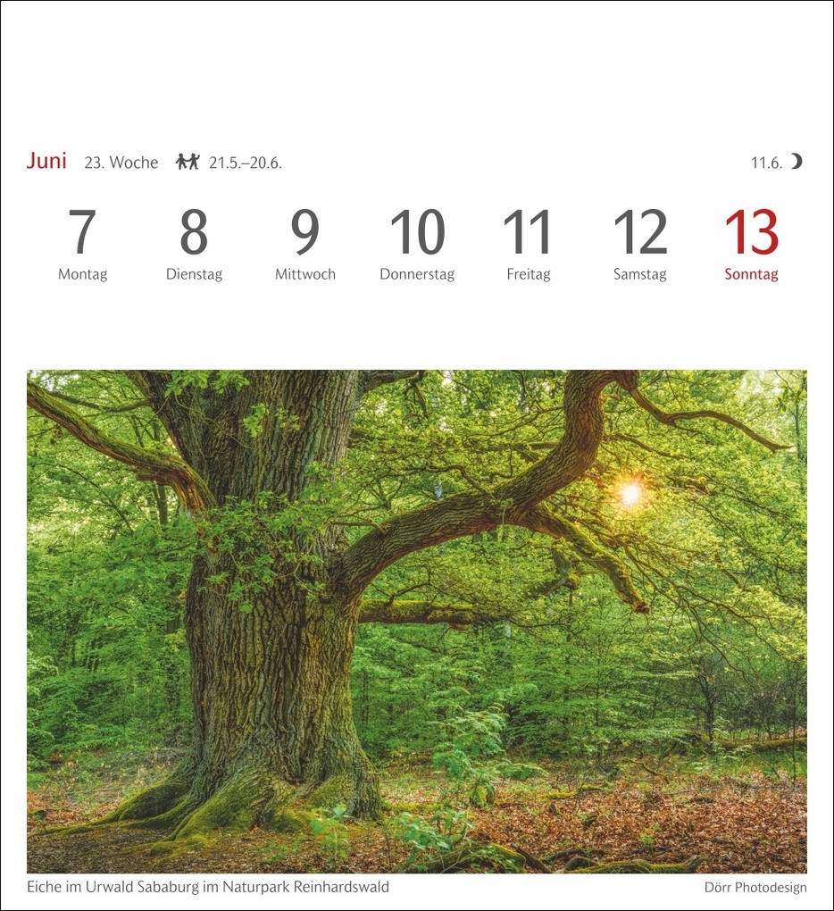 Weitere Ansicht: Bäume Postkartenkalender 2027 - Wochenkalender mit 53 Postkarten