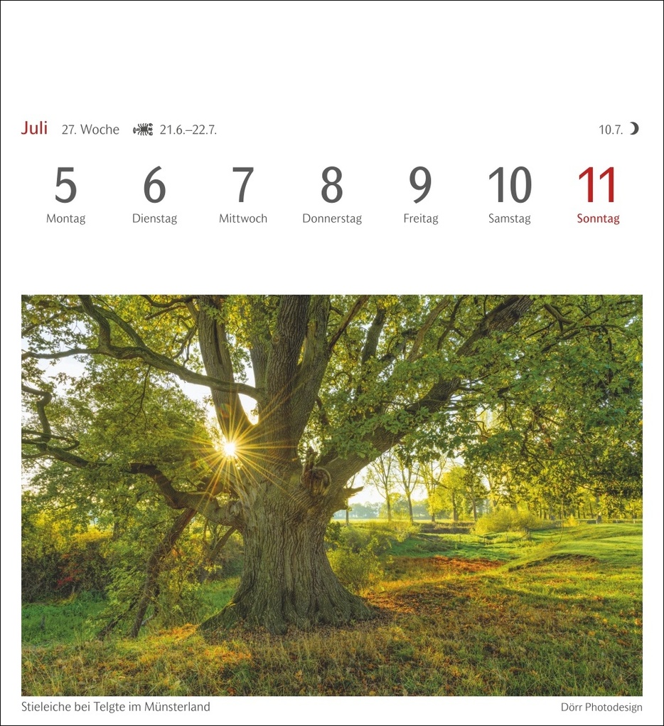 Weitere Ansicht: Bäume Postkartenkalender 2027 - Wochenkalender mit 53 Postkarten