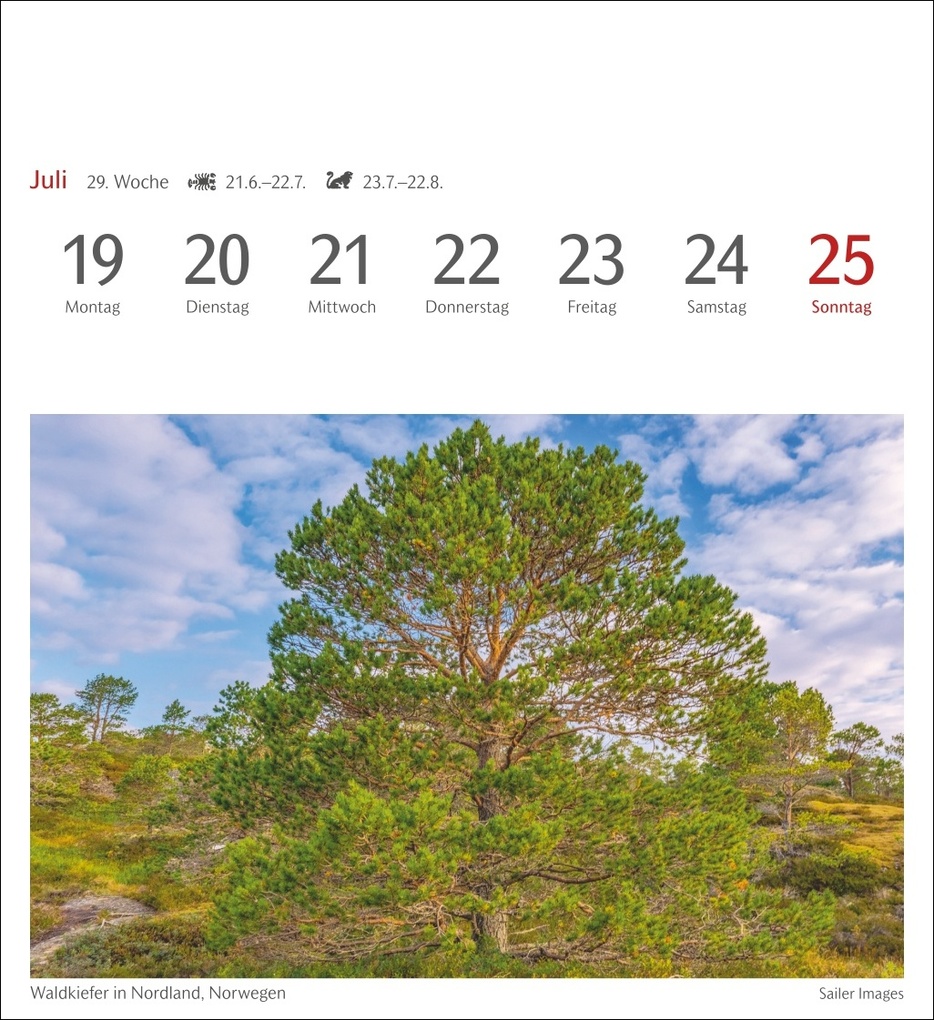 Weitere Ansicht: Bäume Postkartenkalender 2027 - Wochenkalender mit 53 Postkarten