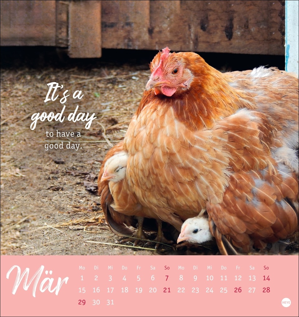 Weitere Ansicht: Hühner Postkartenkalender 2027 - Ach, du verrücktes Huhn!