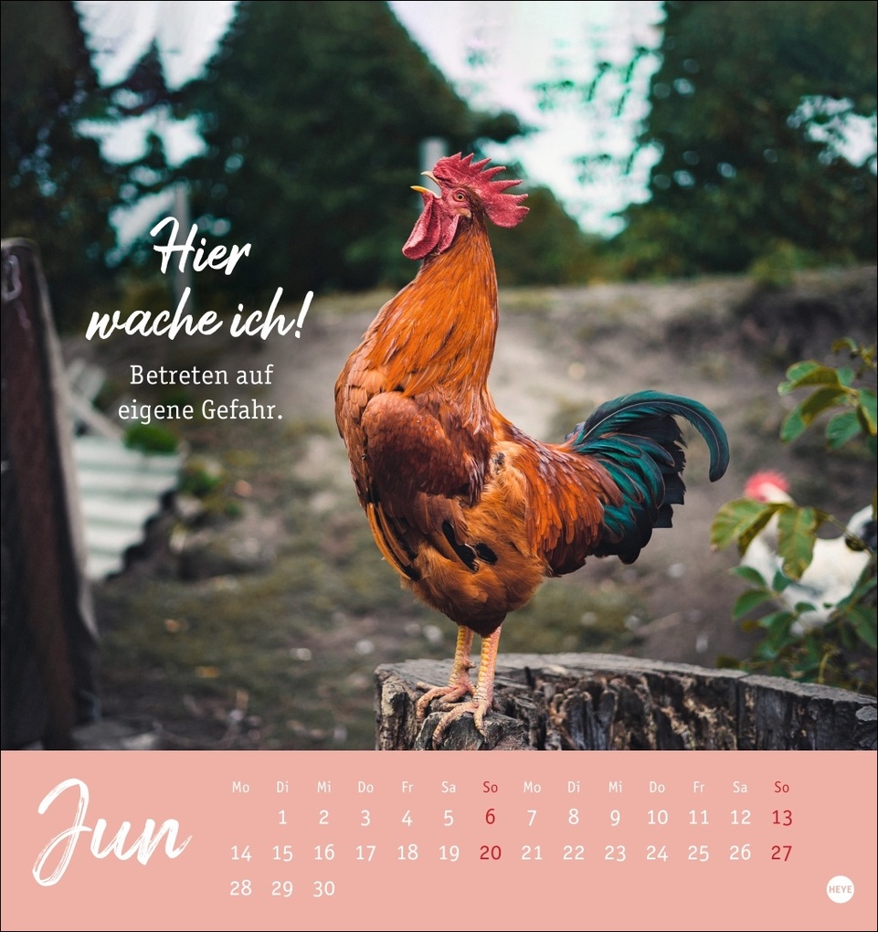 Weitere Ansicht: Hühner Postkartenkalender 2027 - Ach, du verrücktes Huhn!