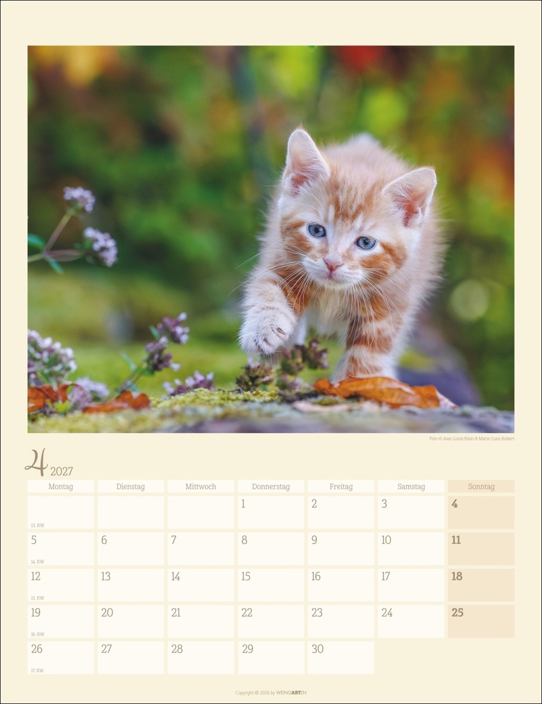 Weitere Ansicht: Katzen auf dem Lande Kalender 2027