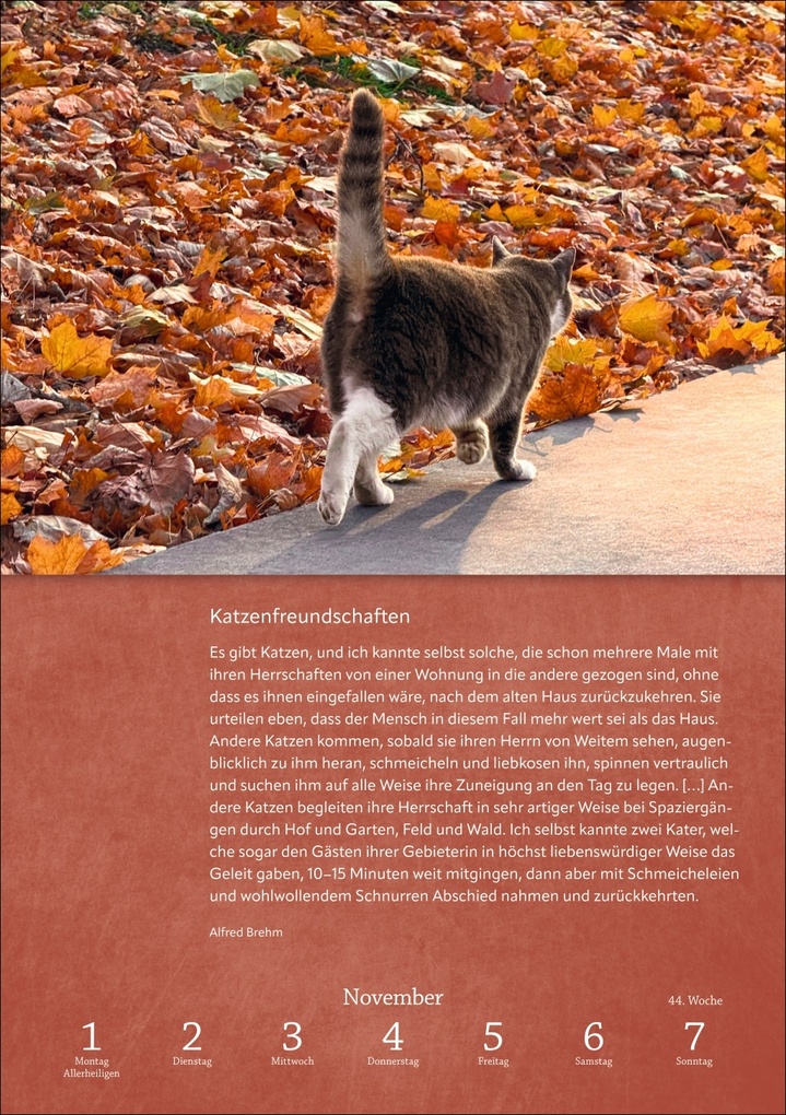 Weitere Ansicht: Literaturkalender Katzen Wochen-Kulturkalender 2027
