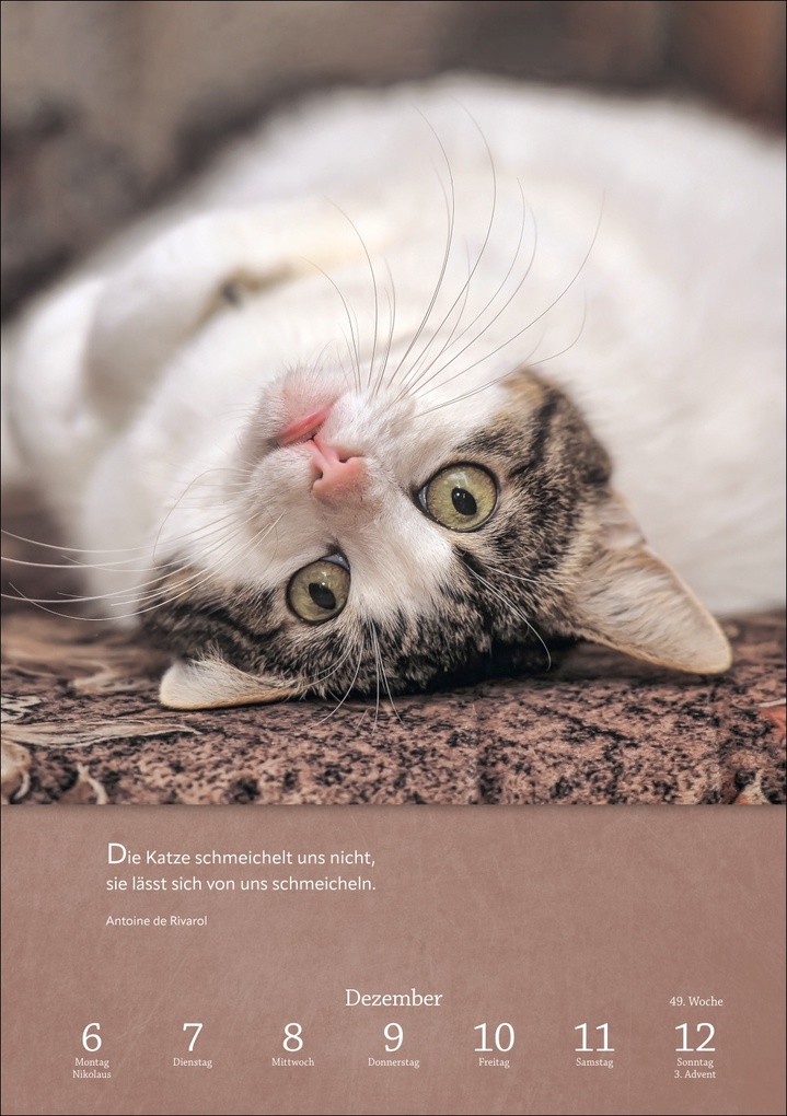 Weitere Ansicht: Literaturkalender Katzen Wochen-Kulturkalender 2027