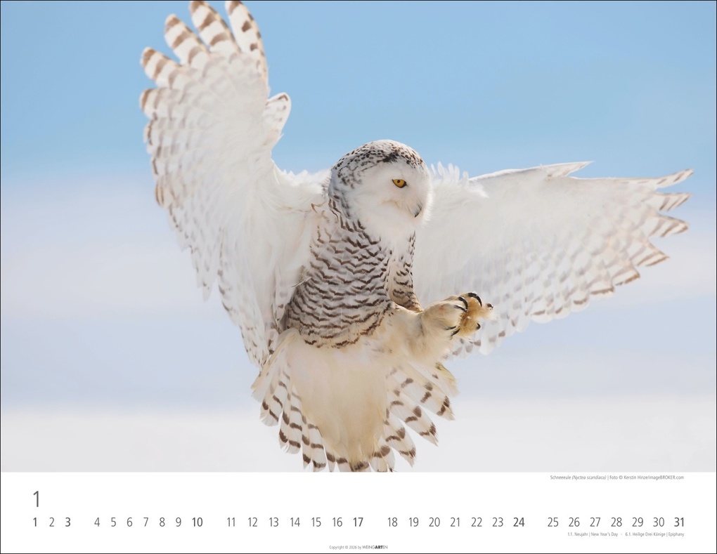 Weitere Ansicht: Eulen Kalender 2027