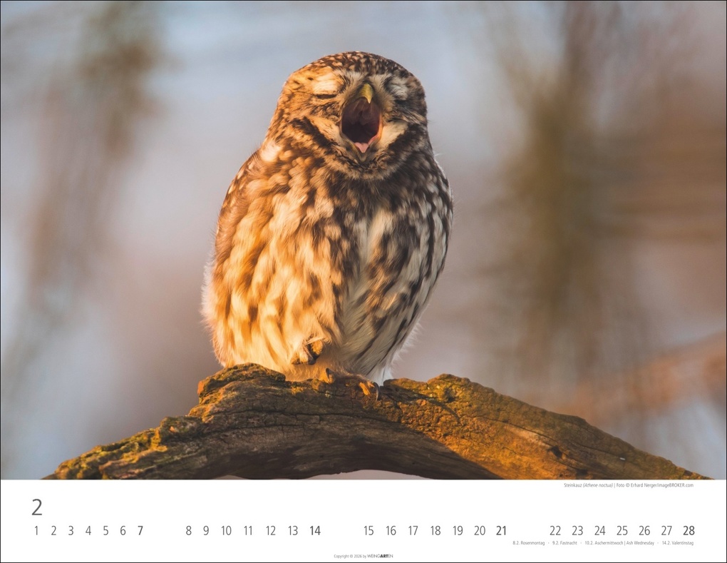 Weitere Ansicht: Eulen Kalender 2027