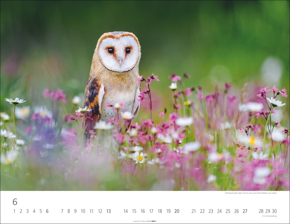 Weitere Ansicht: Eulen Kalender 2027