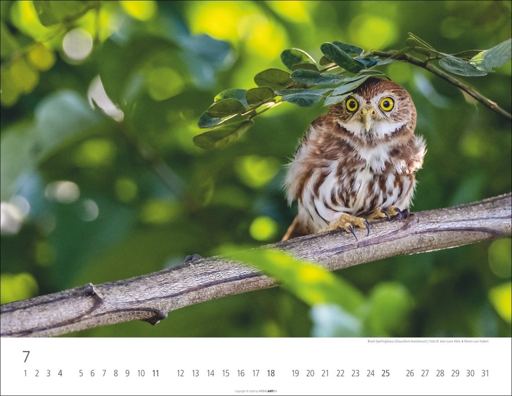 Weitere Ansicht: Eulen Kalender 2027