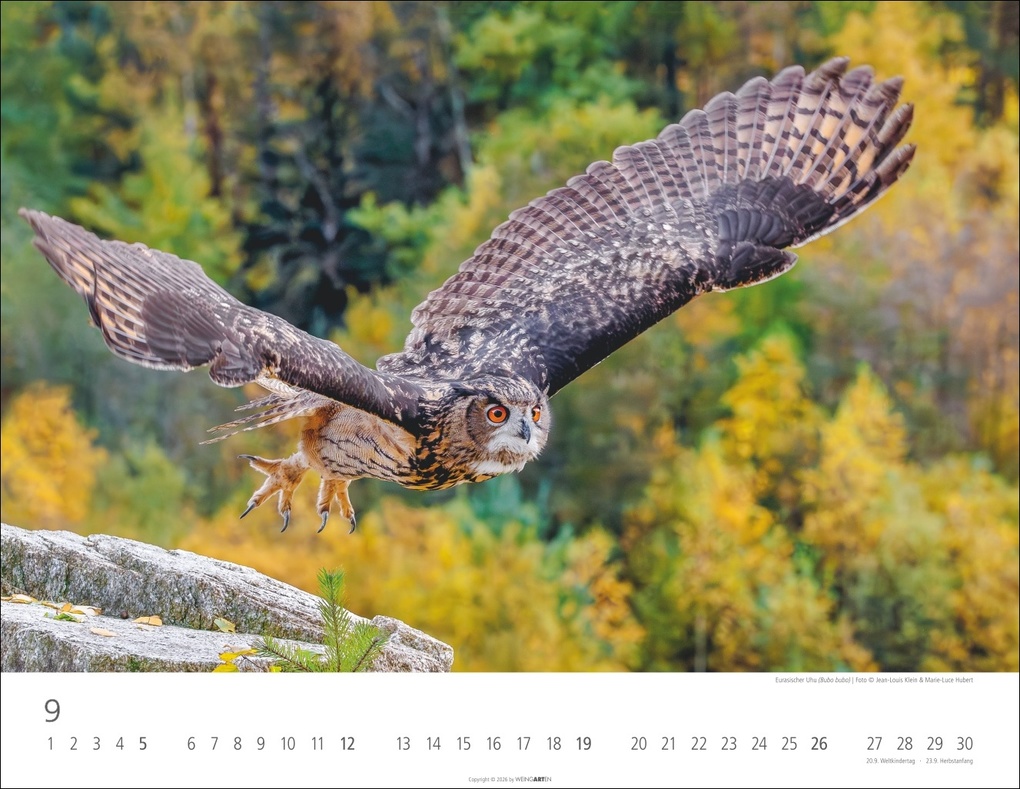 Weitere Ansicht: Eulen Kalender 2027