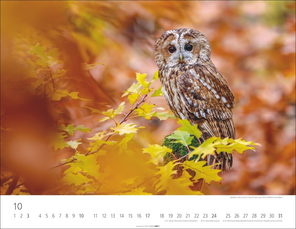 Weitere Ansicht: Eulen Kalender 2027