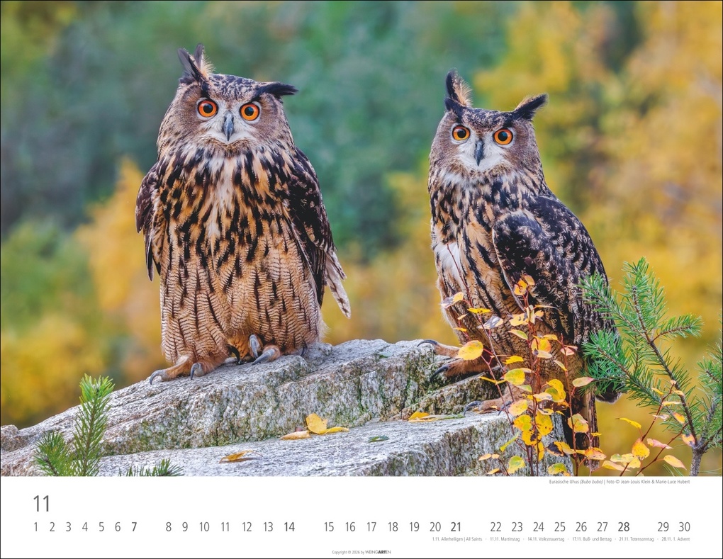 Weitere Ansicht: Eulen Kalender 2027