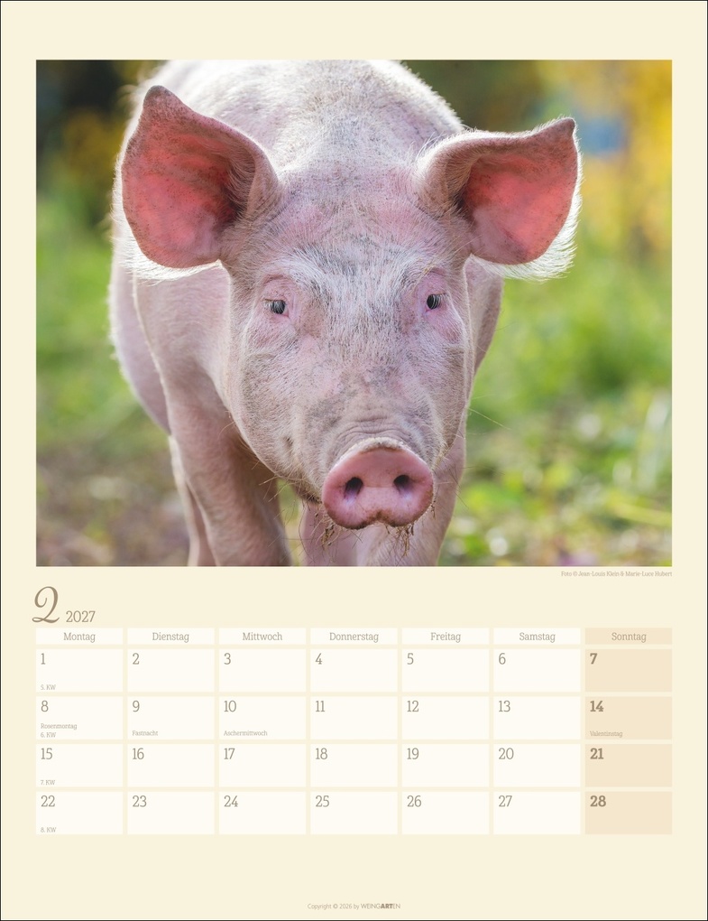 Weitere Ansicht: Schweinchen Kalender 2027