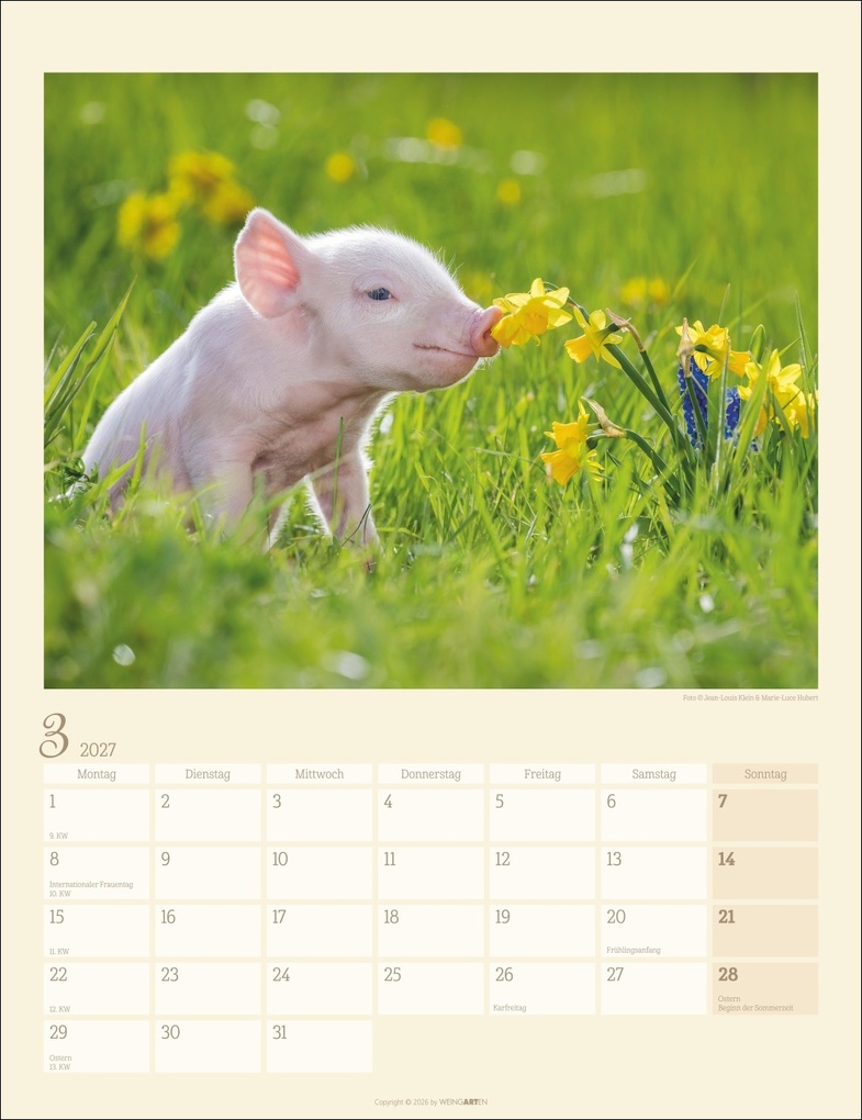 Weitere Ansicht: Schweinchen Kalender 2027