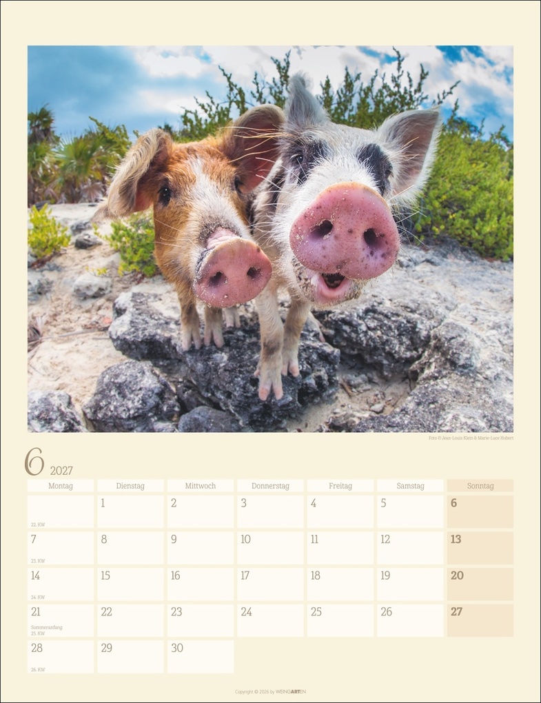 Weitere Ansicht: Schweinchen Kalender 2027
