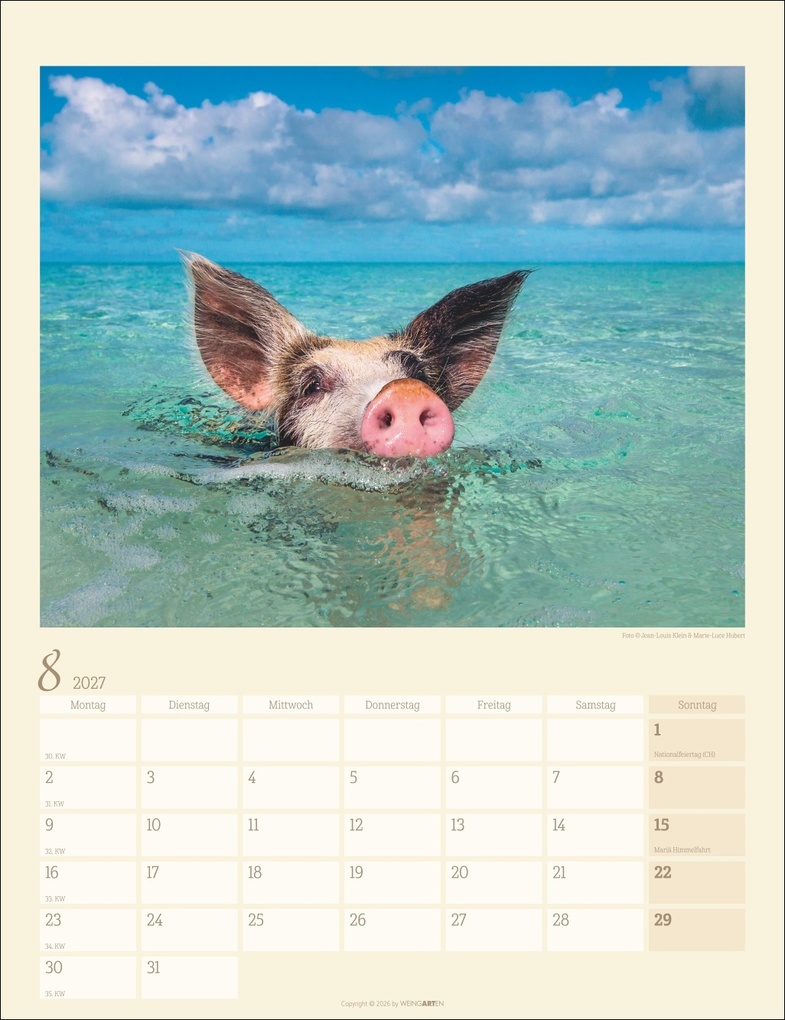 Weitere Ansicht: Schweinchen Kalender 2027