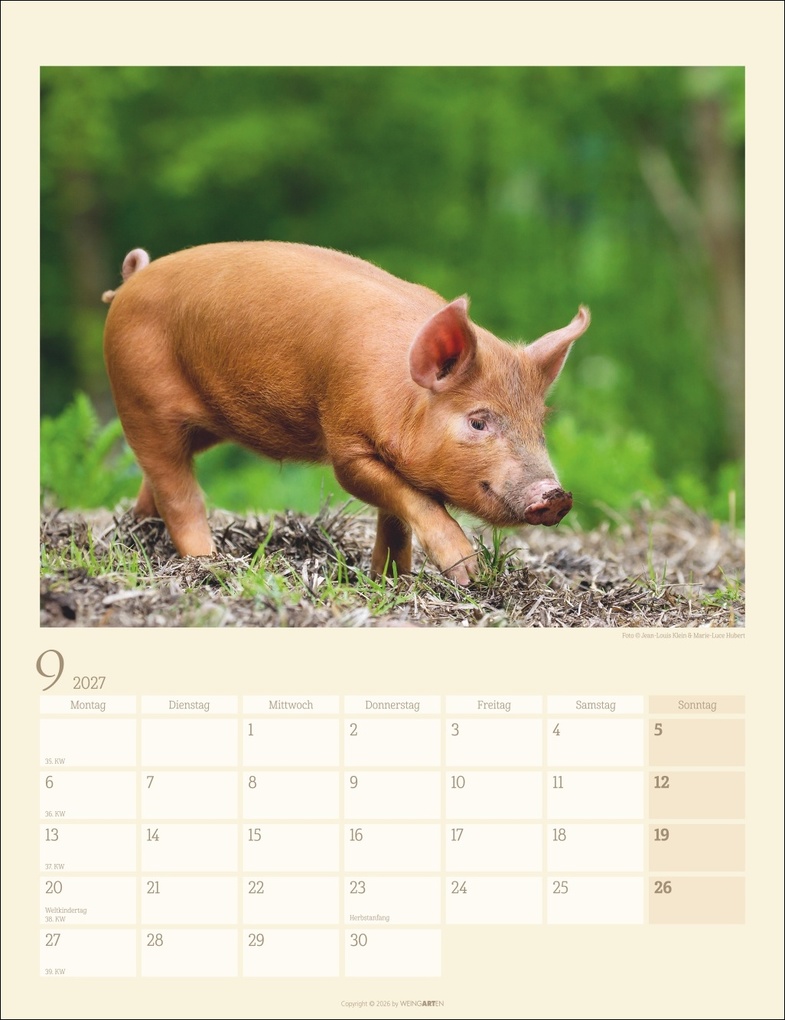 Weitere Ansicht: Schweinchen Kalender 2027