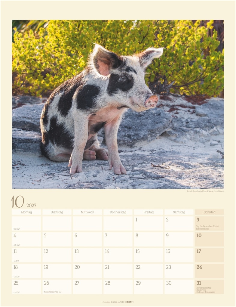 Weitere Ansicht: Schweinchen Kalender 2027