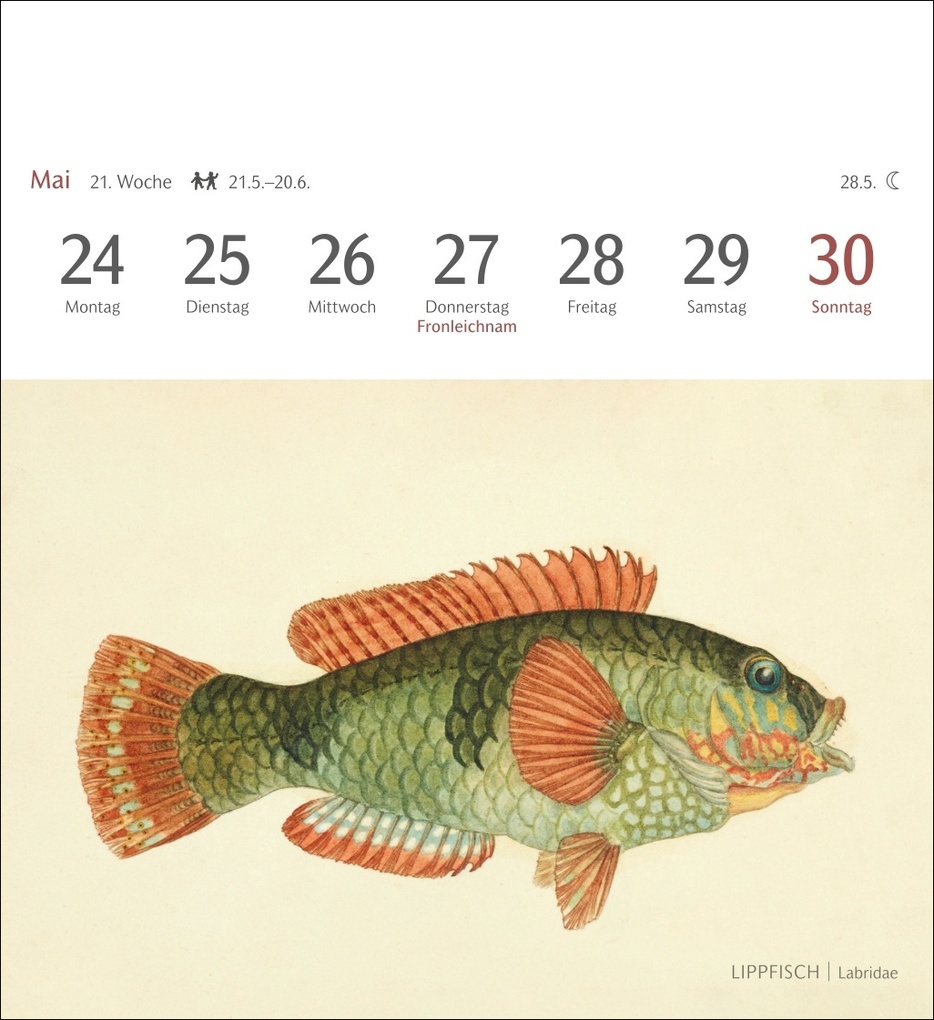 Weitere Ansicht: Fische Postkartenkalender 2027 - Postkartenkalender mit 53 historischen Zeichnungen