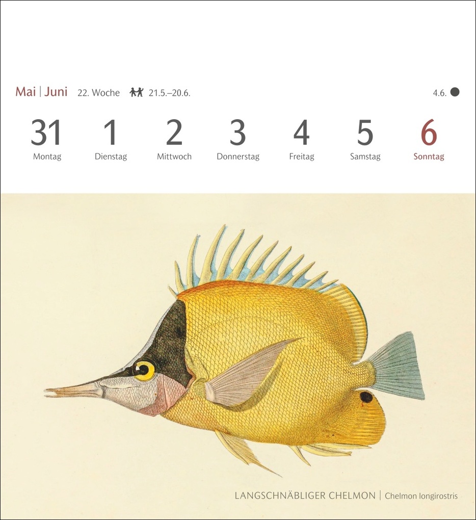 Weitere Ansicht: Fische Postkartenkalender 2027 - Postkartenkalender mit 53 historischen Zeichnungen