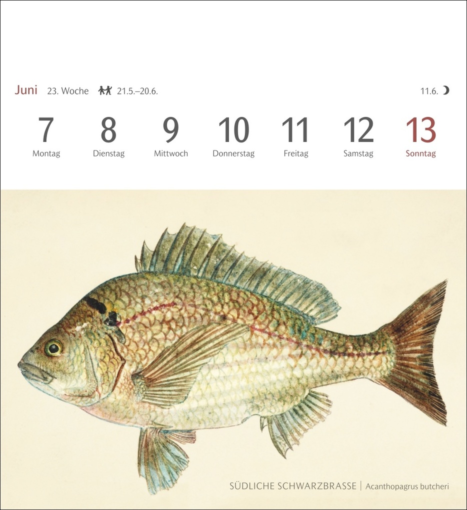 Weitere Ansicht: Fische Postkartenkalender 2027 - Postkartenkalender mit 53 historischen Zeichnungen