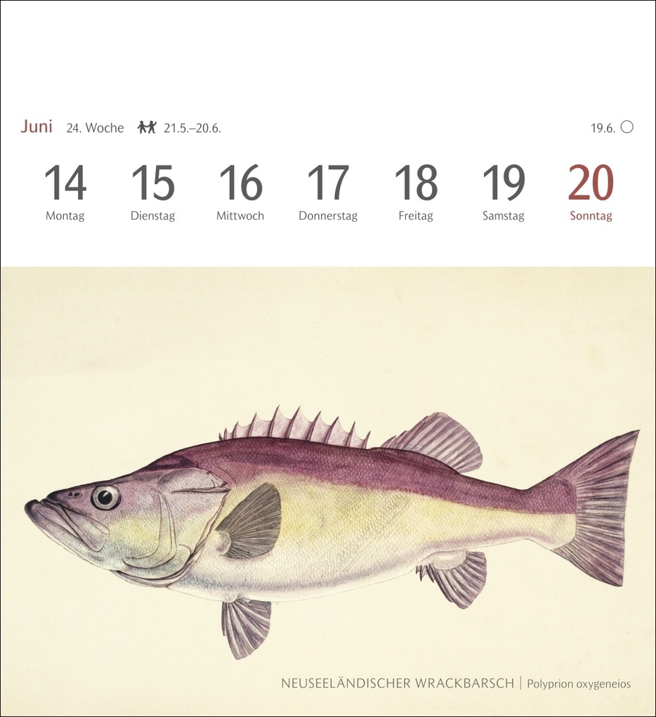 Weitere Ansicht: Fische Postkartenkalender 2027 - Postkartenkalender mit 53 historischen Zeichnungen