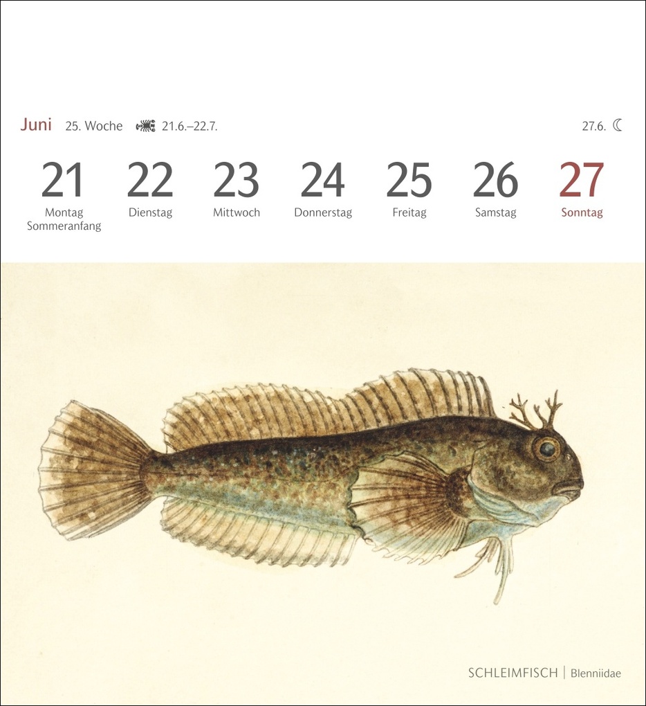 Weitere Ansicht: Fische Postkartenkalender 2027 - Postkartenkalender mit 53 historischen Zeichnungen