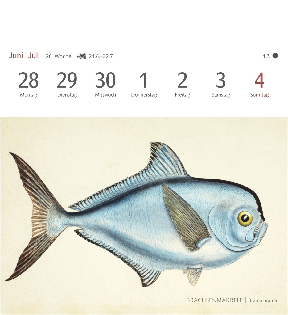 Weitere Ansicht: Fische Postkartenkalender 2027 - Postkartenkalender mit 53 historischen Zeichnungen