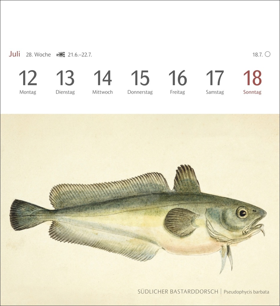 Weitere Ansicht: Fische Postkartenkalender 2027 - Postkartenkalender mit 53 historischen Zeichnungen