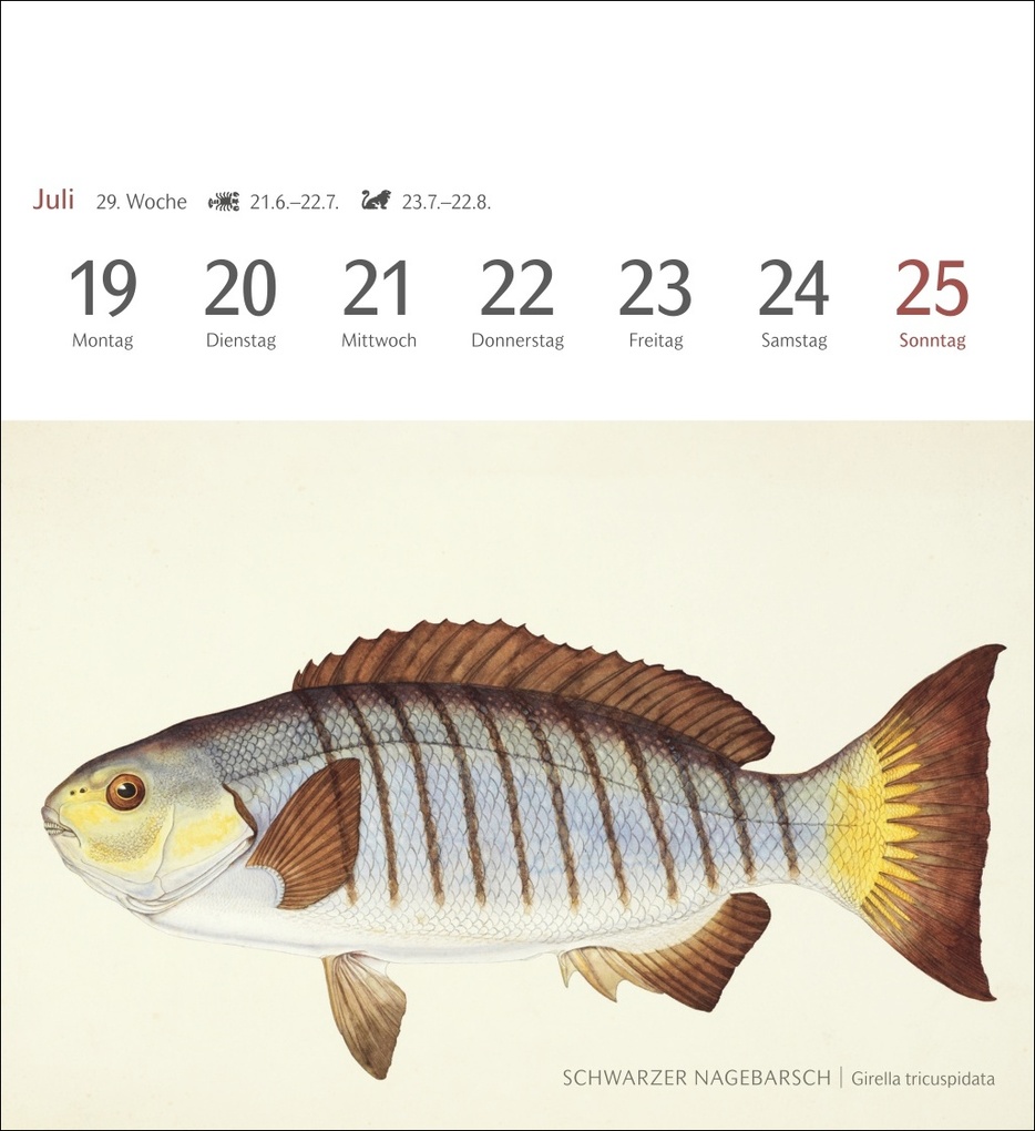 Weitere Ansicht: Fische Postkartenkalender 2027 - Postkartenkalender mit 53 historischen Zeichnungen