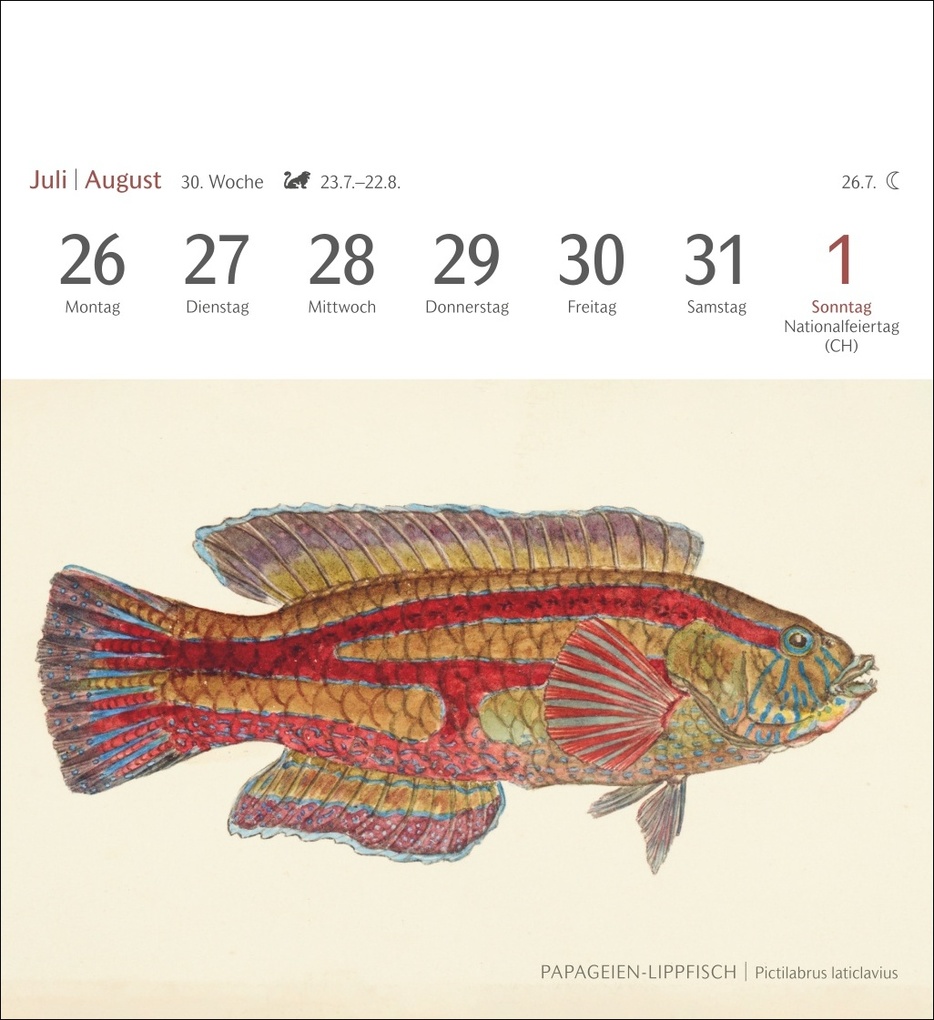 Weitere Ansicht: Fische Postkartenkalender 2027 - Postkartenkalender mit 53 historischen Zeichnungen