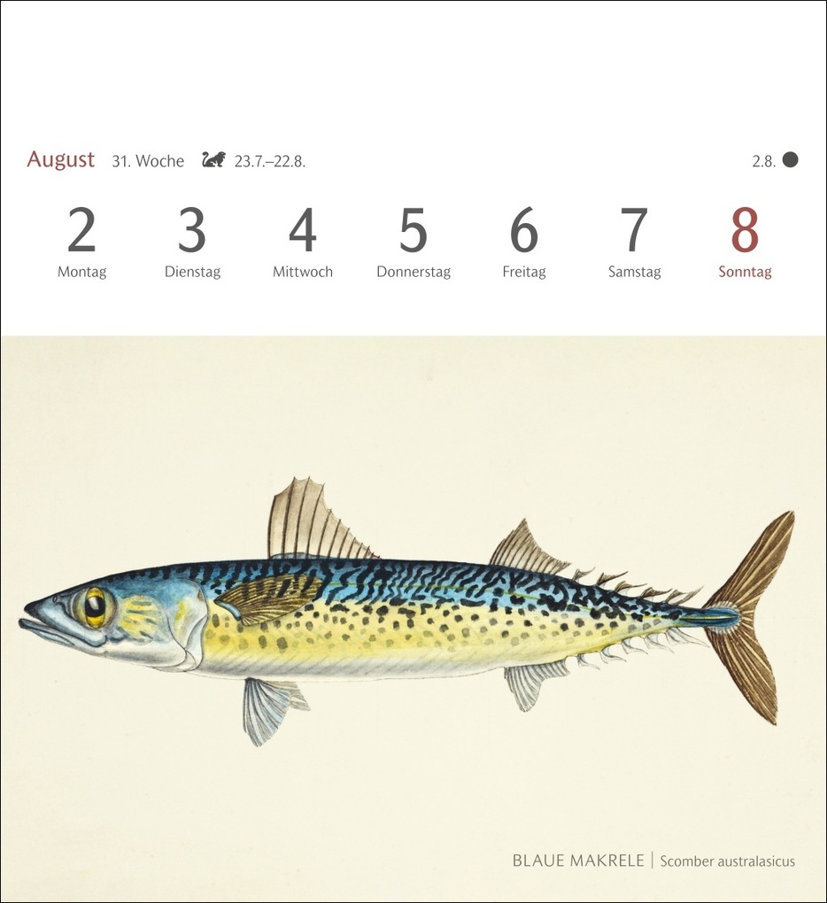 Weitere Ansicht: Fische Postkartenkalender 2027 - Postkartenkalender mit 53 historischen Zeichnungen