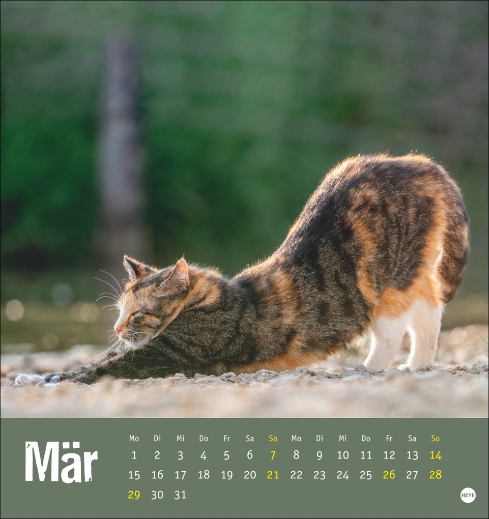 Weitere Ansicht: Tierisch entspannte Katzen Postkartenkalender 2027