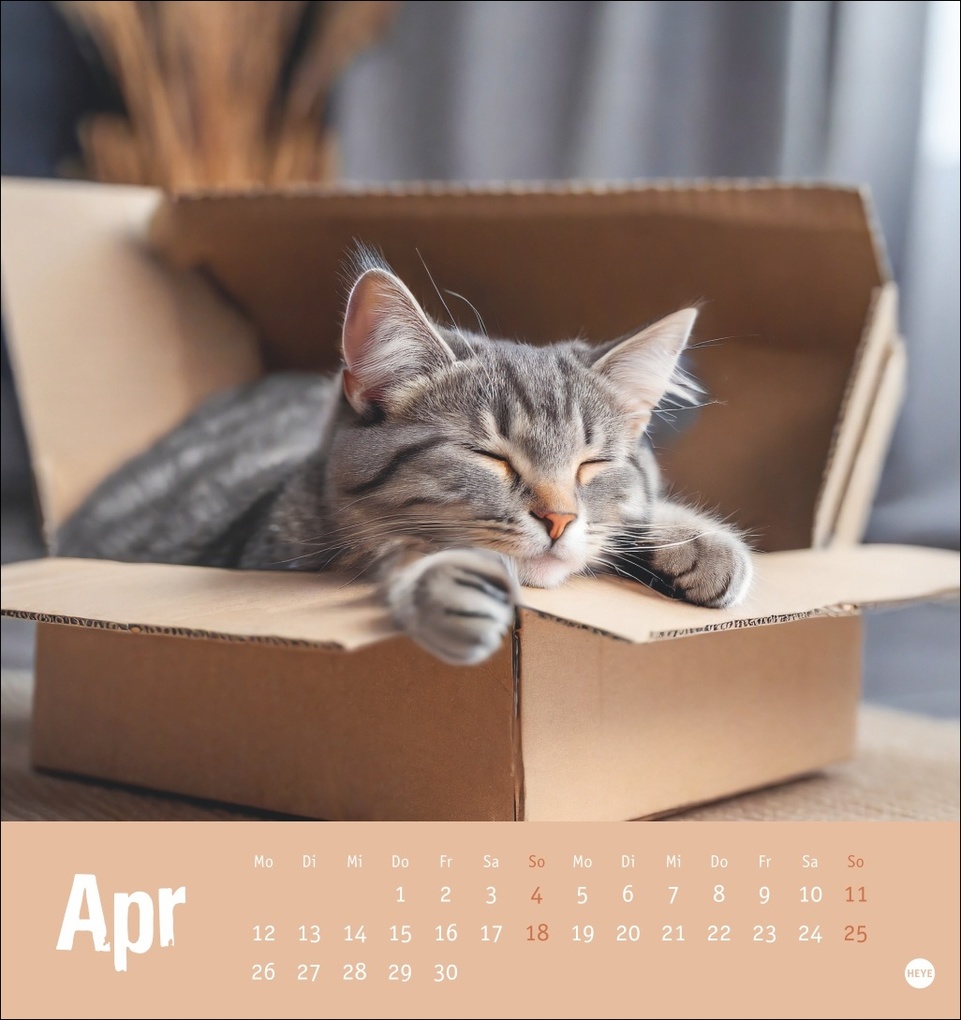 Weitere Ansicht: Tierisch entspannte Katzen Postkartenkalender 2027