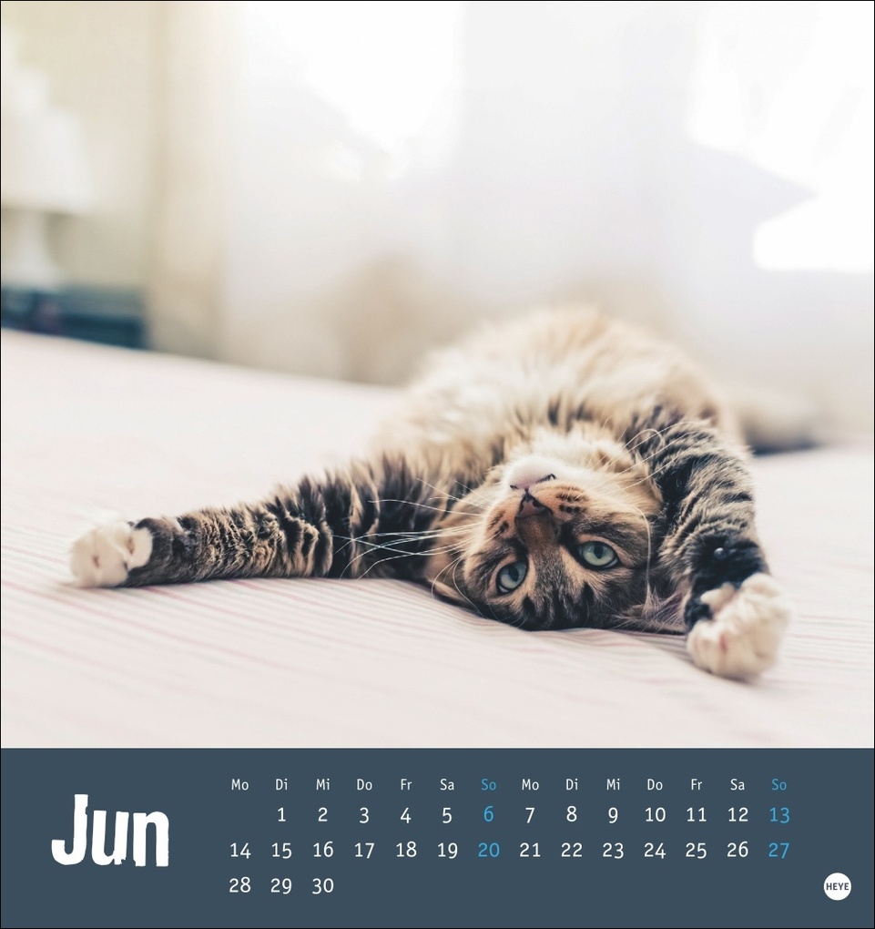 Weitere Ansicht: Tierisch entspannte Katzen Postkartenkalender 2027