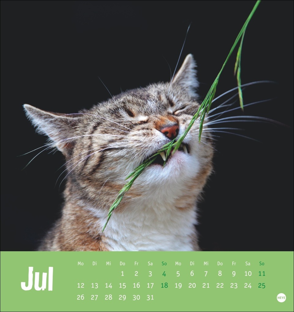Weitere Ansicht: Tierisch entspannte Katzen Postkartenkalender 2027