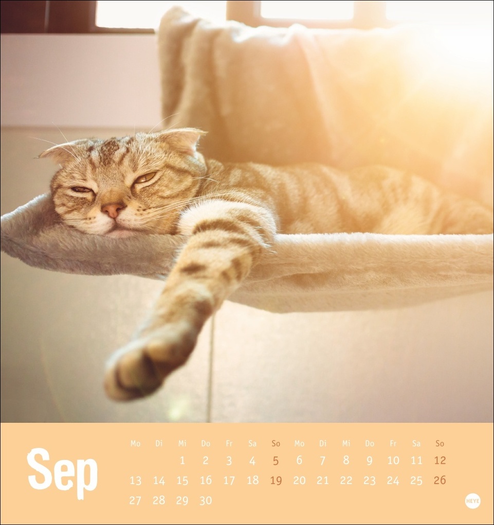 Weitere Ansicht: Tierisch entspannte Katzen Postkartenkalender 2027