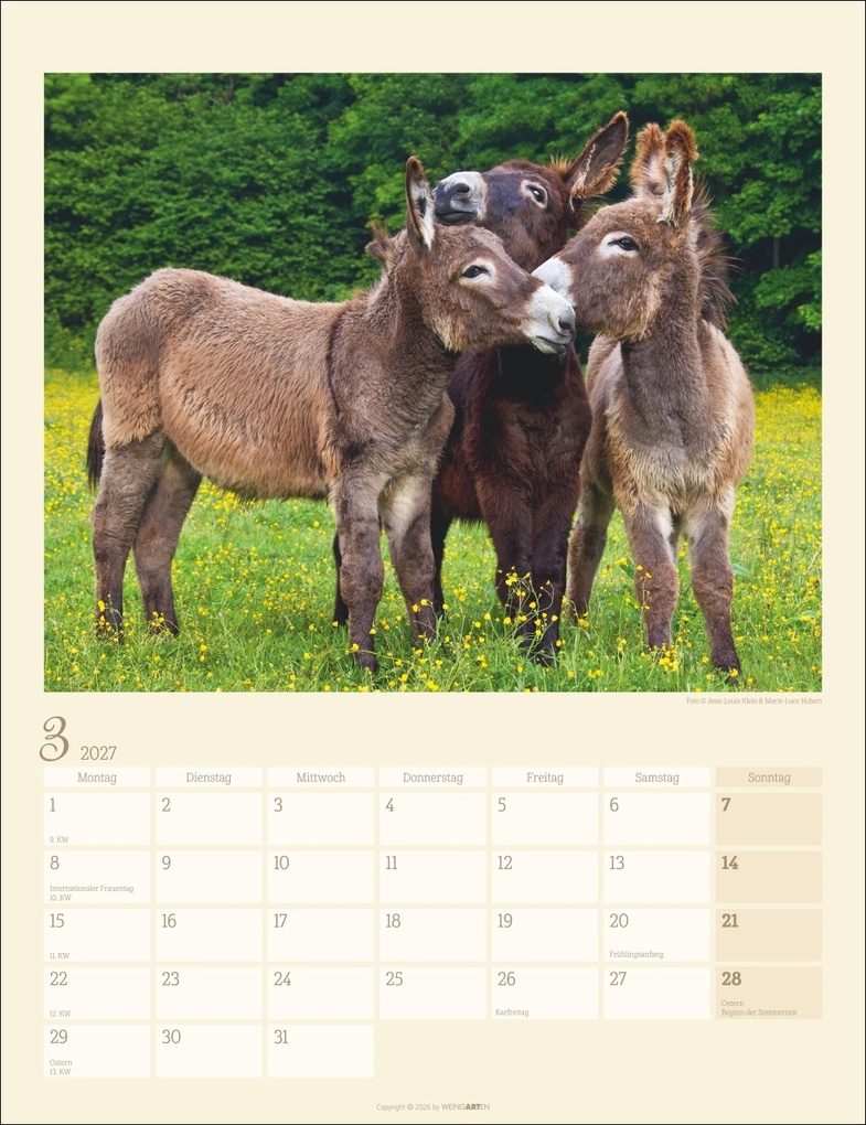Weitere Ansicht: Esel Kalender 2027