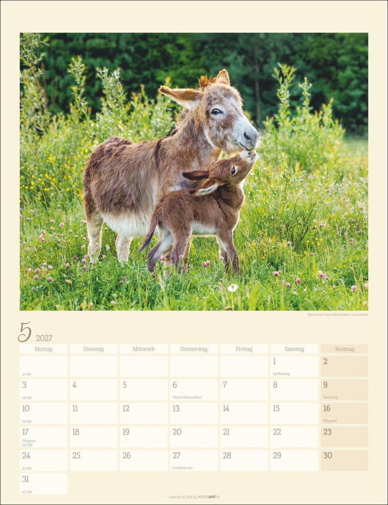 Weitere Ansicht: Esel Kalender 2027