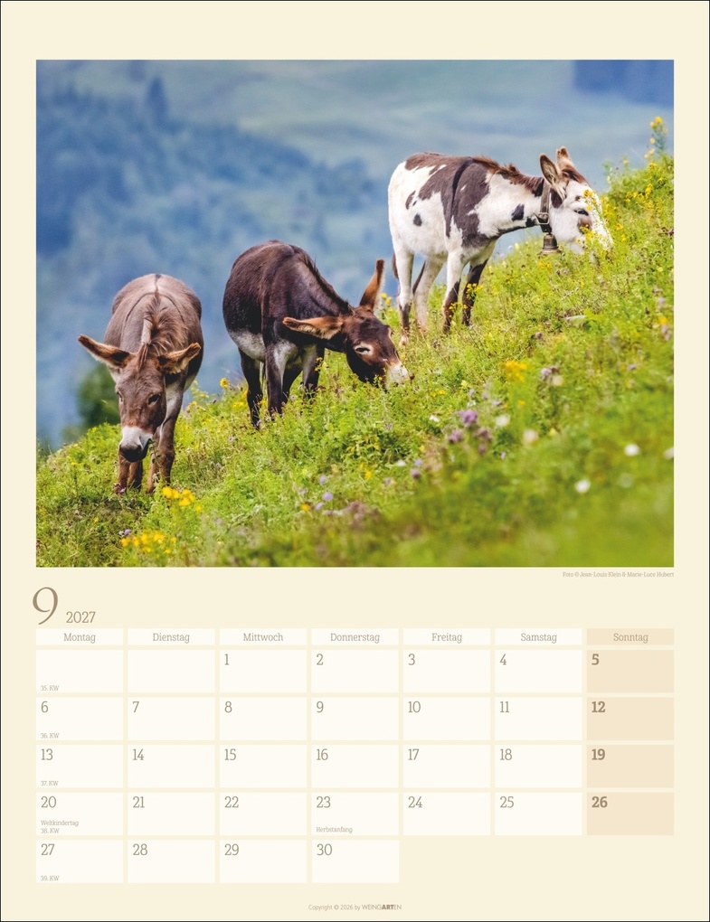 Weitere Ansicht: Esel Kalender 2027