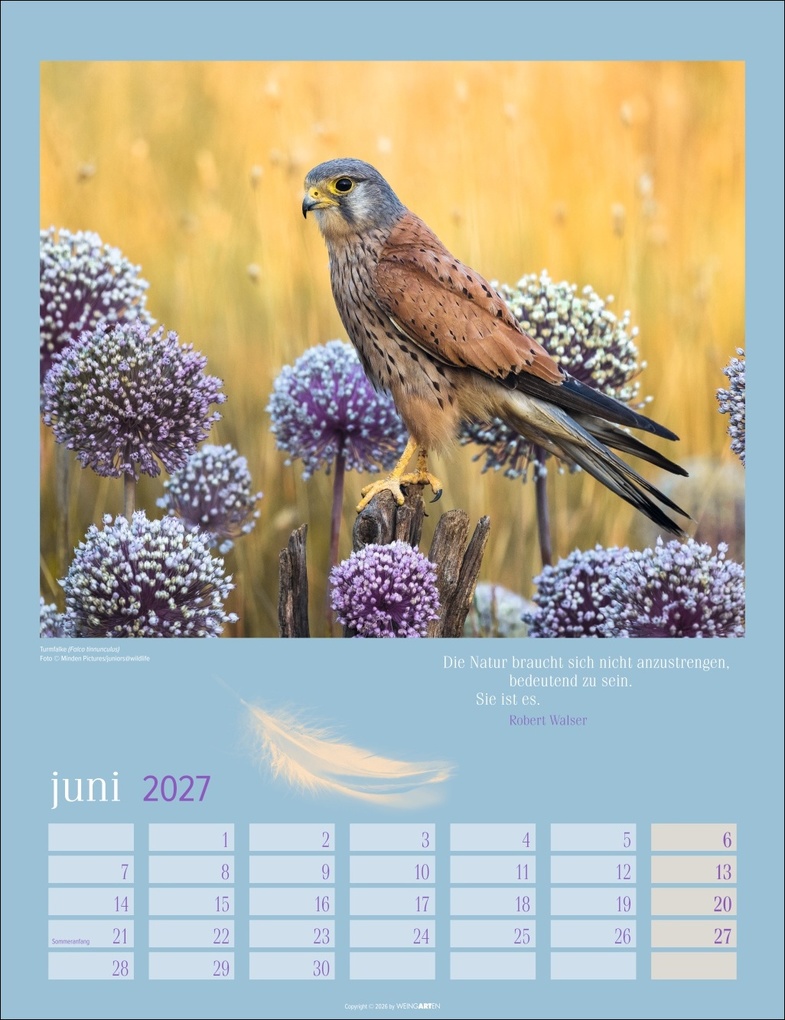 Weitere Ansicht: Heimische Vögel Kalender 2027
